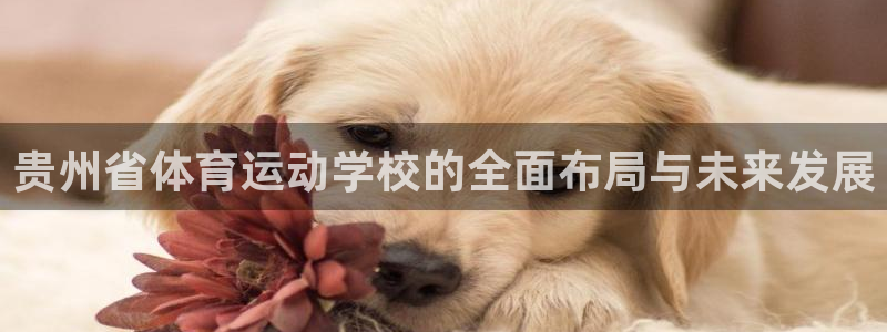 必一运动：贵州省体育运动学校的全面布局与未来发展